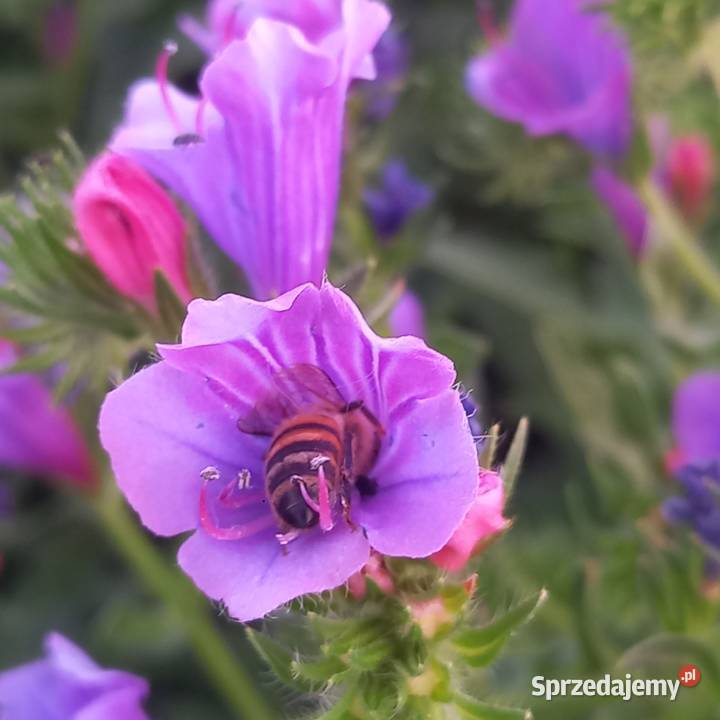 Żmijowiec Babkowaty Złotów sprzedam