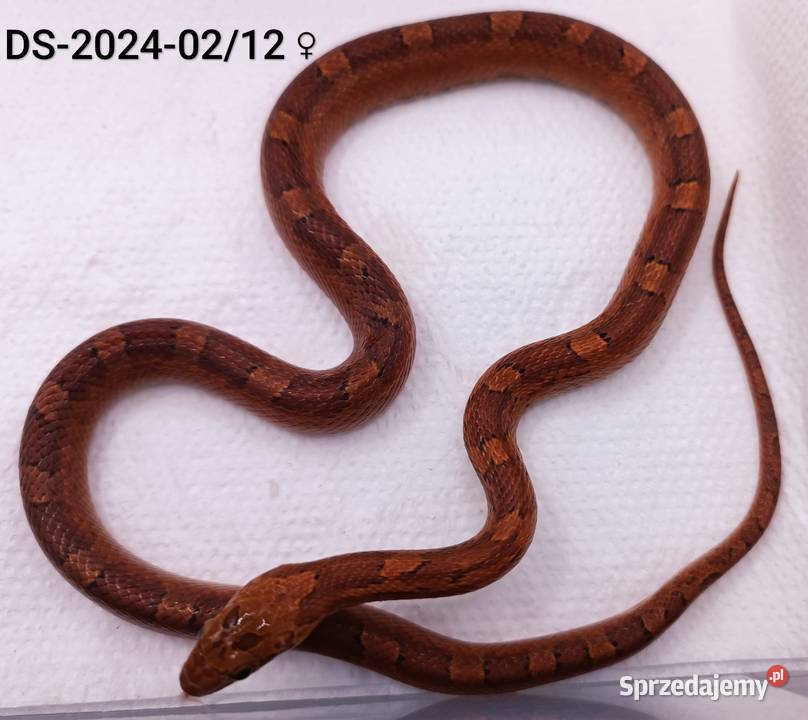 Węże zbożowe Bloodred 66het Amel Hypo Rybnik