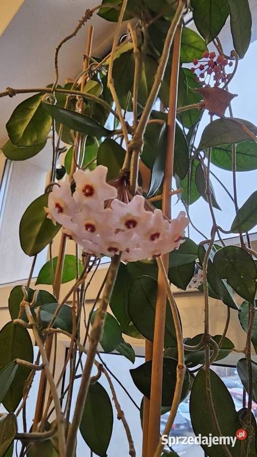 Duża kwitnąca Hoya Warszawa