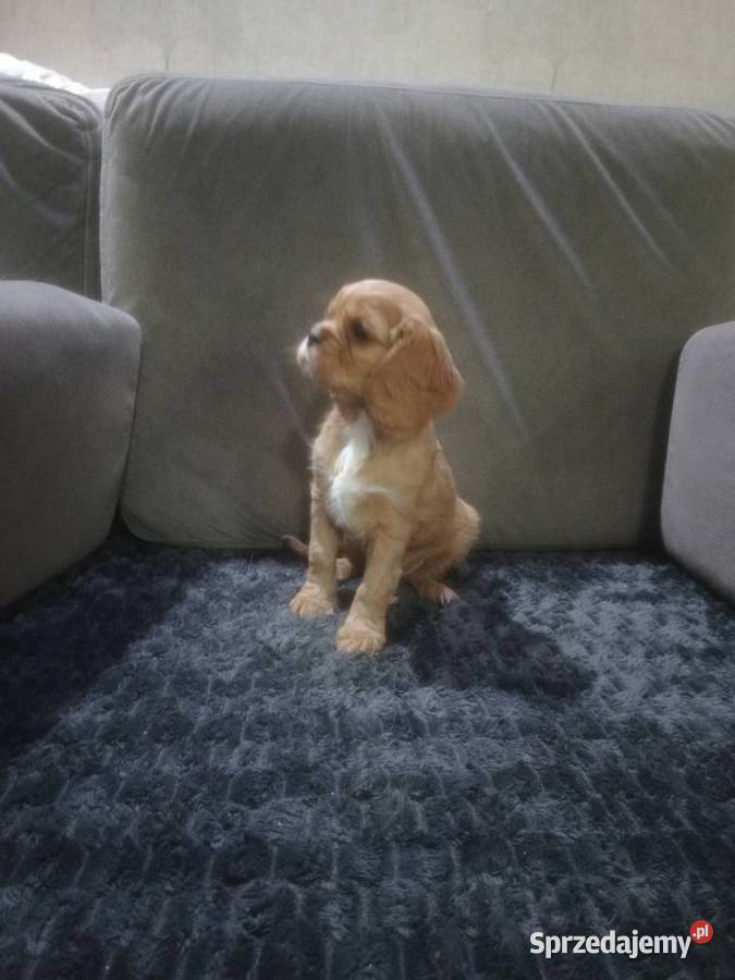 Cavalieki małe szukają domu pełnego miłości sprzedam