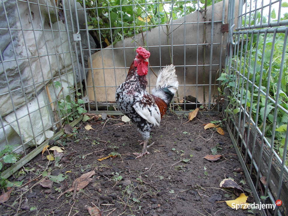 Liliputki nakrapiane różyczkowe para kogut kura Kutno