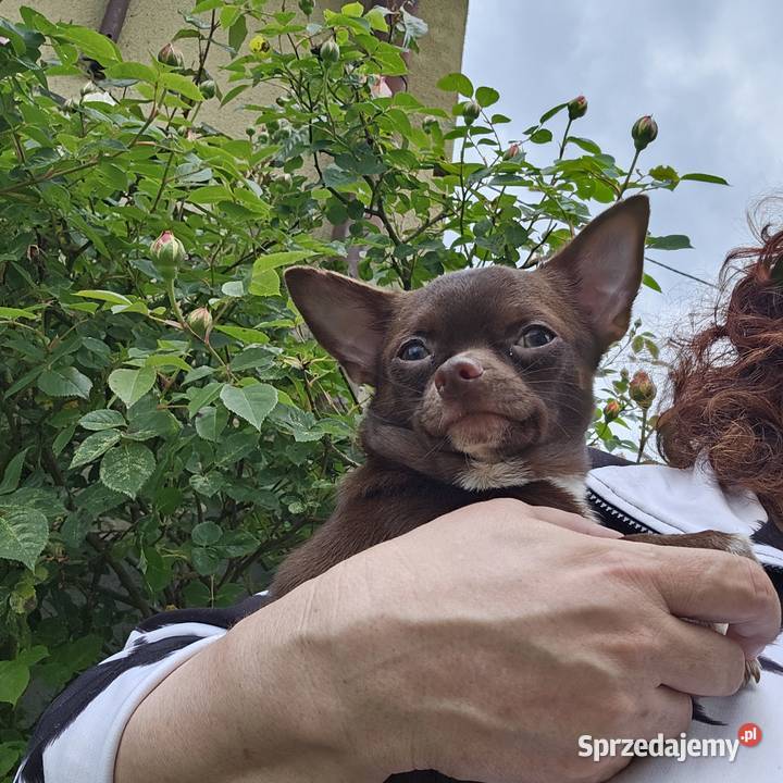 Rodowód FCI Piękny Czekoladowy Słodziak Chihuahua sprzedam