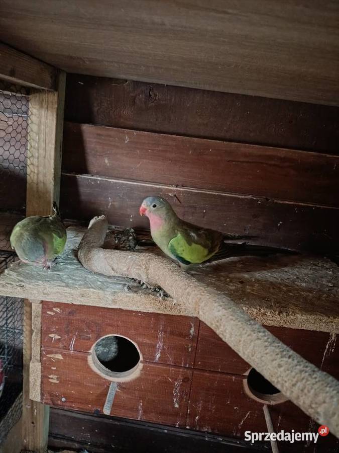 Księżniczki Walii para Lwówek