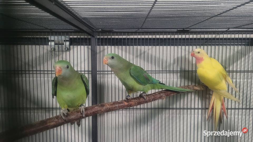 Papugi barabandy Wieliczka sprzedam