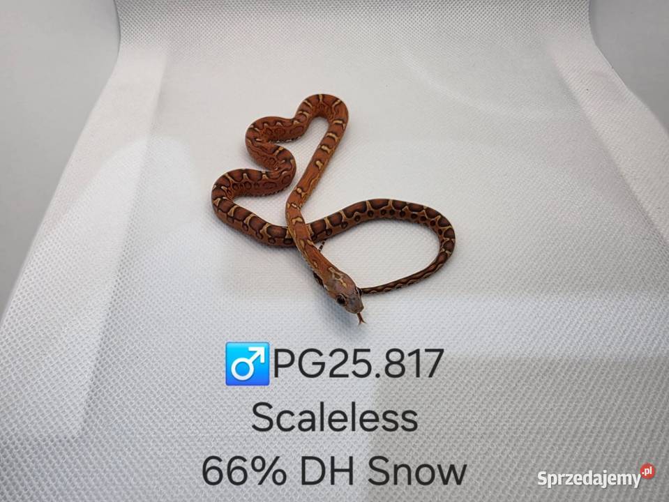 Wąż zbożowy samce i samice Zawiercie sprzedam