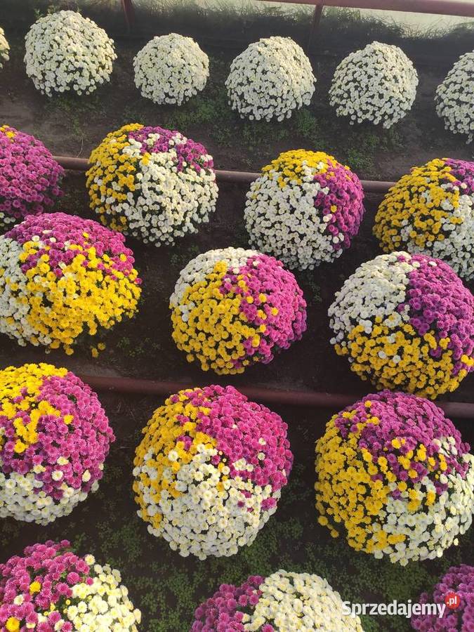 Sprzedaż Chryzantem Małkinia Górna