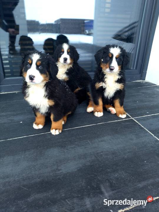 Berneński Pies Pasterski mazowieckie Radom