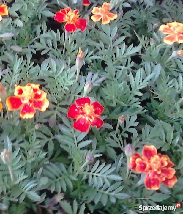 Kwiaty doniczkowe i ogrodowe sprzedam