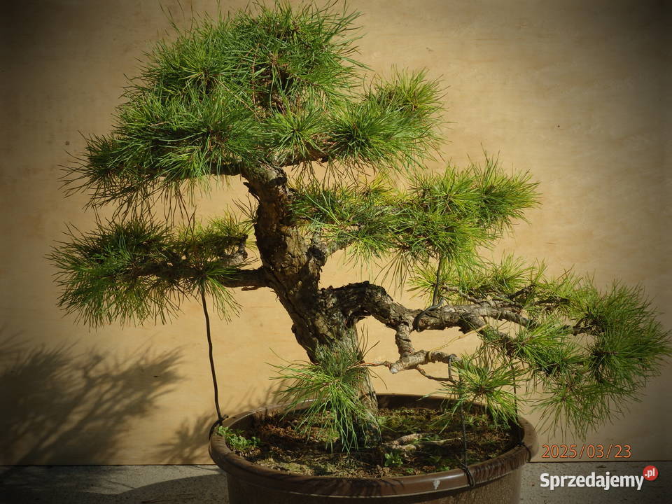 Bonsai Sosna 60 ponad 30 letnia Skierniewice