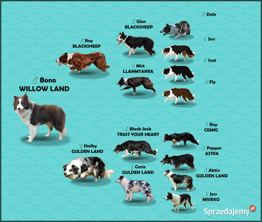 Piękna rasowa suczka BORDER COLLIE z pełną dok Iwonicz