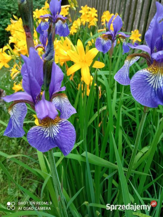Irys syberyjski sadzonki