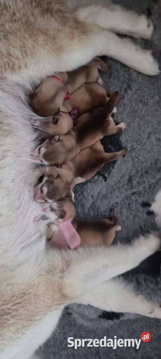 Alaskan Malamute pies odbiór listopad Arctic Pozostałe