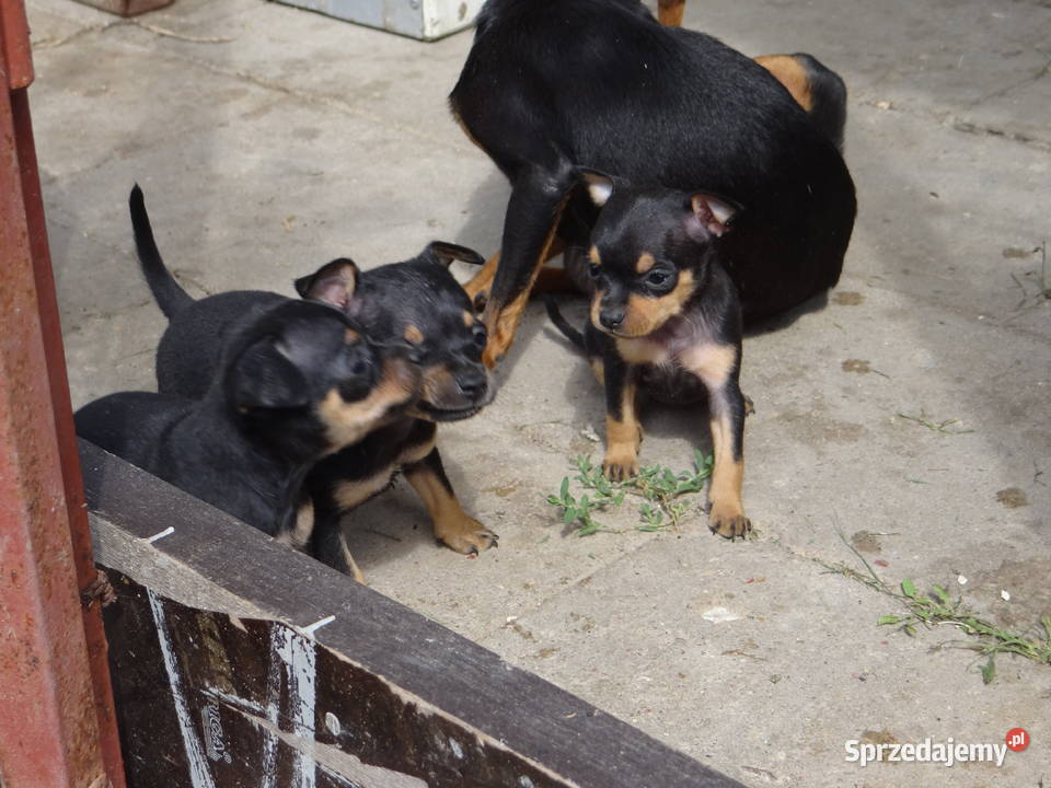 Pinczer ratlerek ratlerki miniaturka Pozostałe Wierzbica