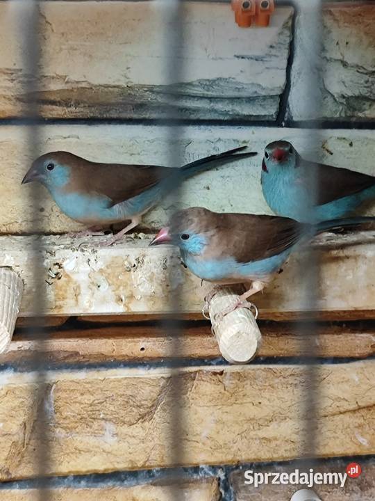 Motylik krasnouchy Astryld Astryldy para małopolskie Myślenice