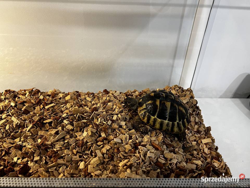 Żółw grecki z terrarium Gady i płazy świętokrzyskie Kielce