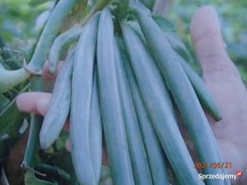 Sadzonka wanilii w doniczce storczyk łódzkie Szczawin
