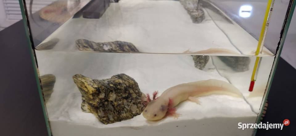 Axolotl śląskie Jastrzębie-Zdrój sprzedam