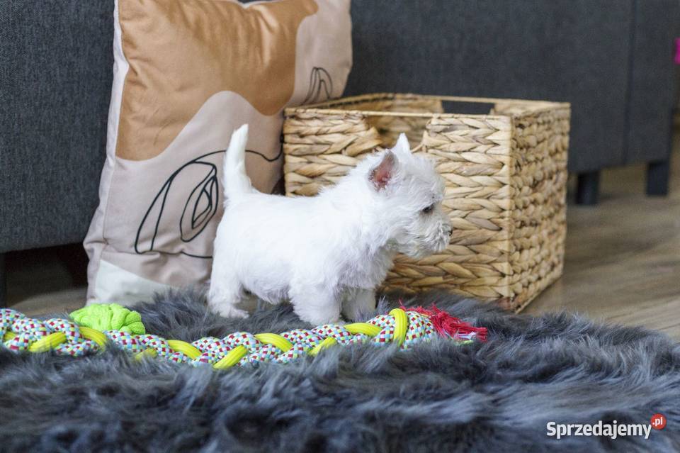 WEST szczeniaki z rodowodem ZKwP pomorskie Chojnice