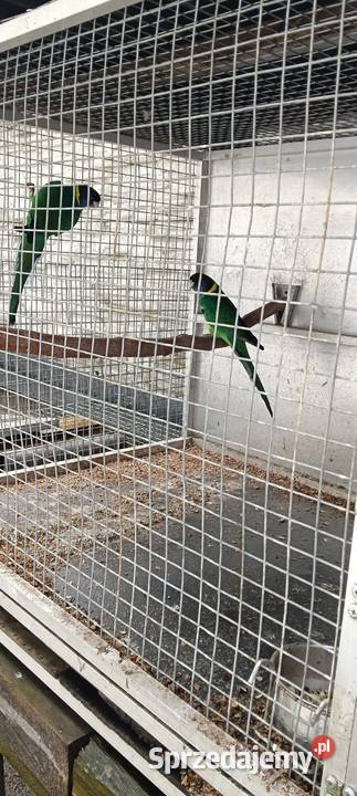 Bernardy Czarnoglowe Nakło Śląskie sprzedam