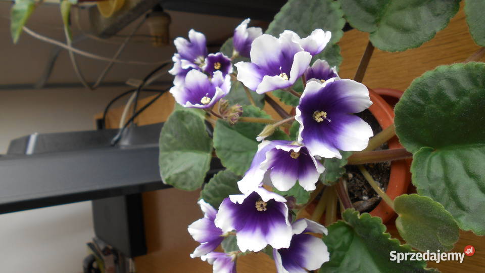 Fiołki afrykańskie kolekcjonerskie 2 45 Sosnowiec