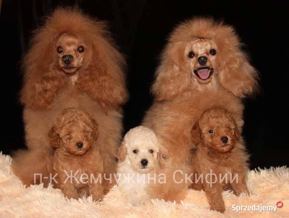 Pudel Toy dziewczyna z dokumentami FCI Kraków