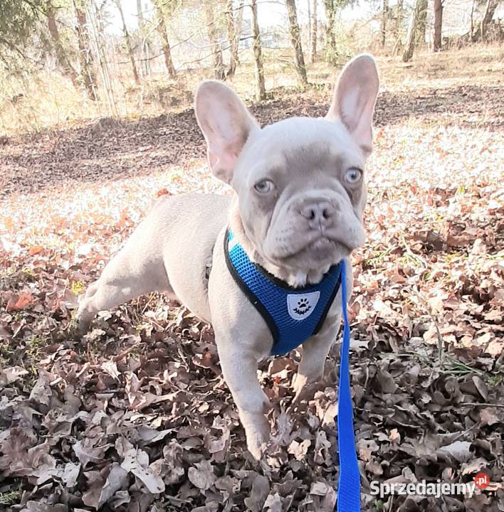 Buldg francuski suczka Pabianice