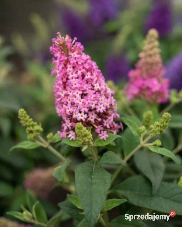 BUDLEJA BUTTERFLY CANDY LITTLE PINK sadzonki w Ustronie