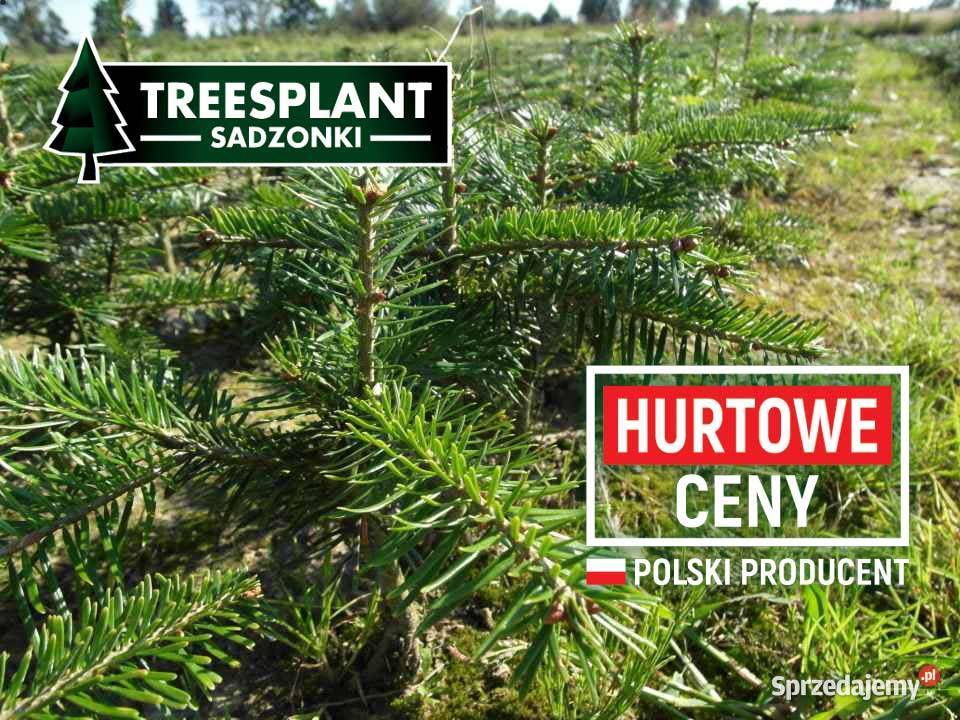 Sadzonki Jodły Kaukaskiej 2030 Na choinki świerk warmińsko-mazurskie Olsztyn