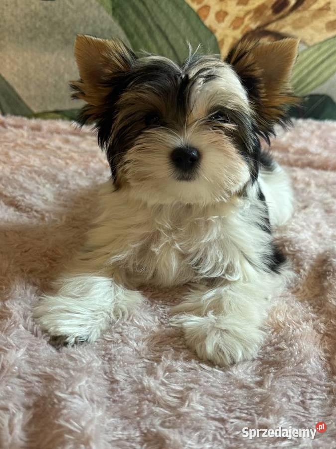 Suczki Biewer Yorkshire Terrier FCI ZKwP Głuszyca