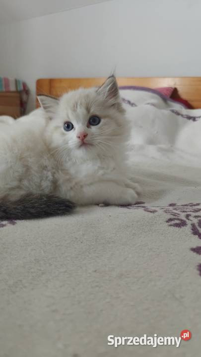 Cudowne kociaki Ragdoll FPL prawdziwy rodowód lubelskie