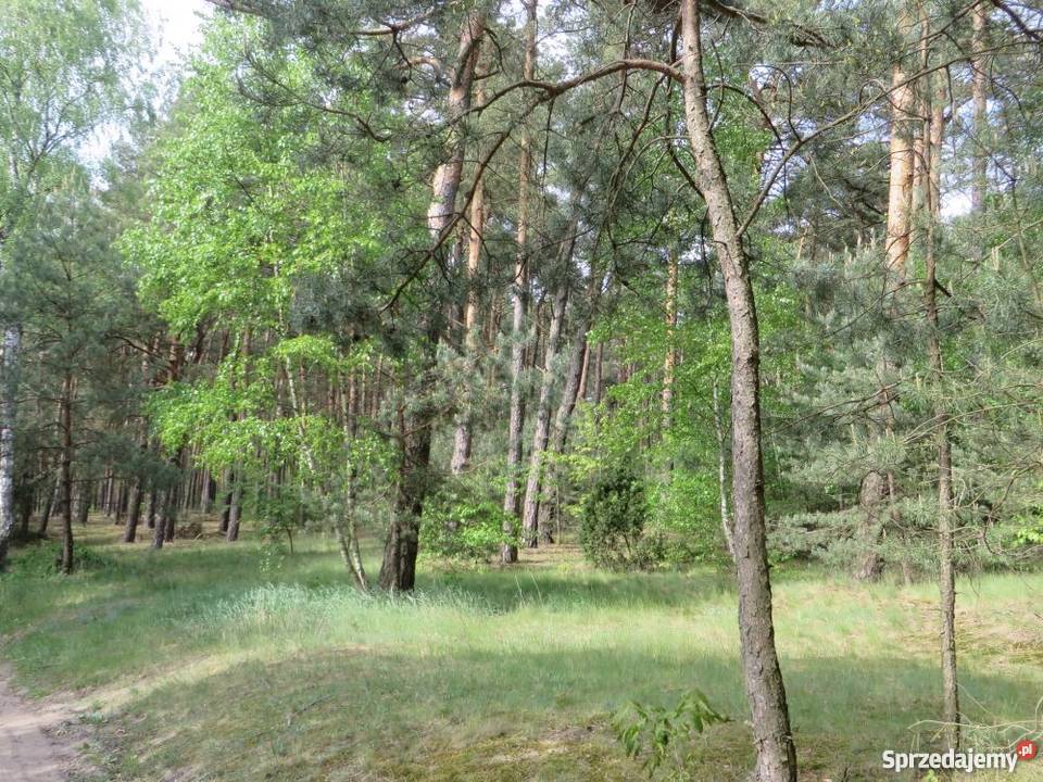 Siedlisko w lesie mazowieckie Gostynin