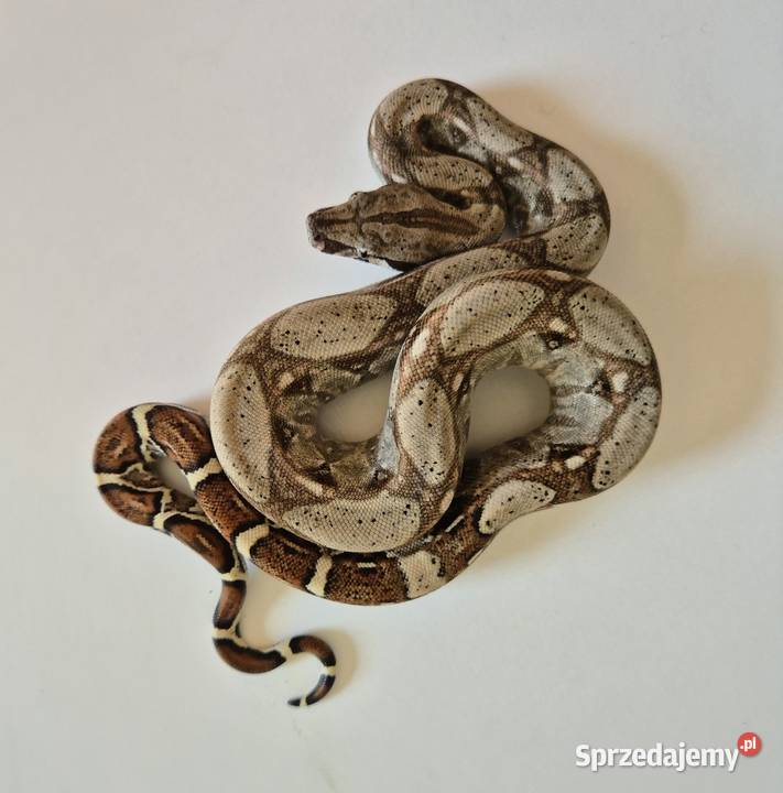 10 boa cesarski cb25 samica Chrzanów