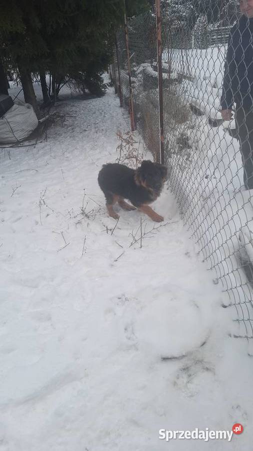 Sprzedam owczarka niemieckiego Serock