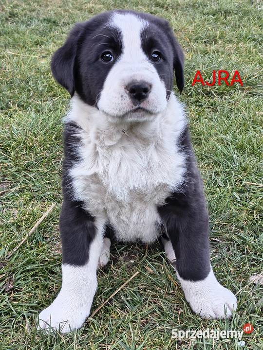 Owczarek środkowoazjatycki Ałabaj Azjata Zwierzęta Końskie