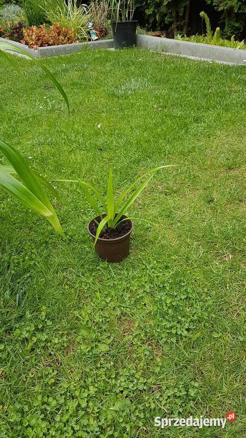 Palma pandam sadzonki sprzedam