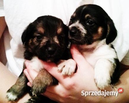 Szczeniaki beagle pół rasowe PODKARPACKIE Ruda Różaniecka