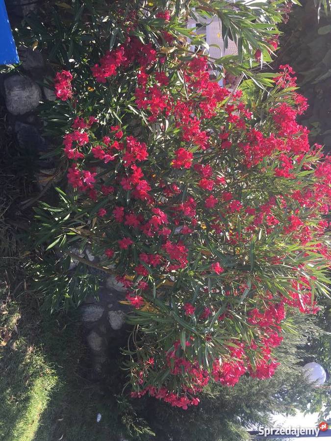 Gałązki oleander do ukorzenienia w wodzie Brzeźnica