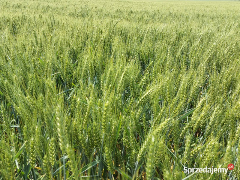Pszenica ozima KWS Fenomen oścista zaprawa Świecie sprzedam