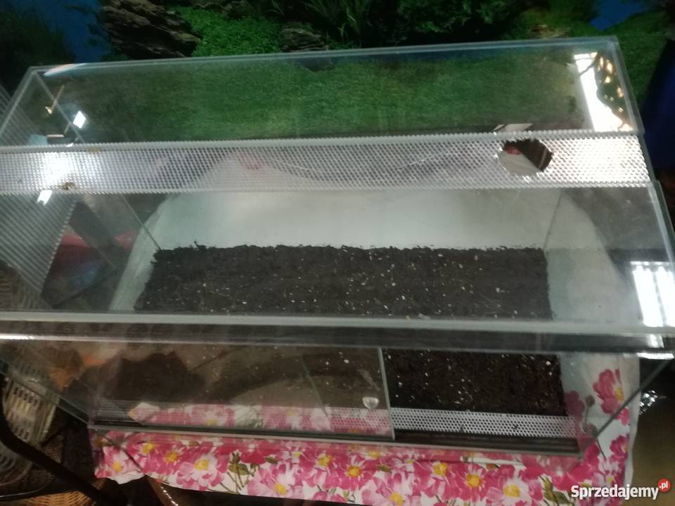 Terrarium Akwarystyka zachodniopomorskie