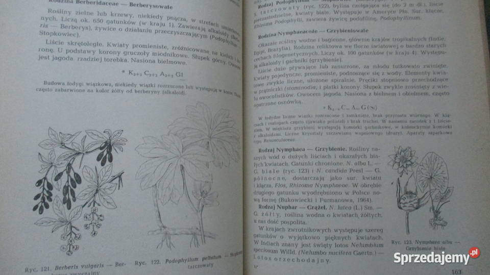 Rośliny lecznicze w ogródku Systematyka roślin biologia, ekologia łódzkie Łódź