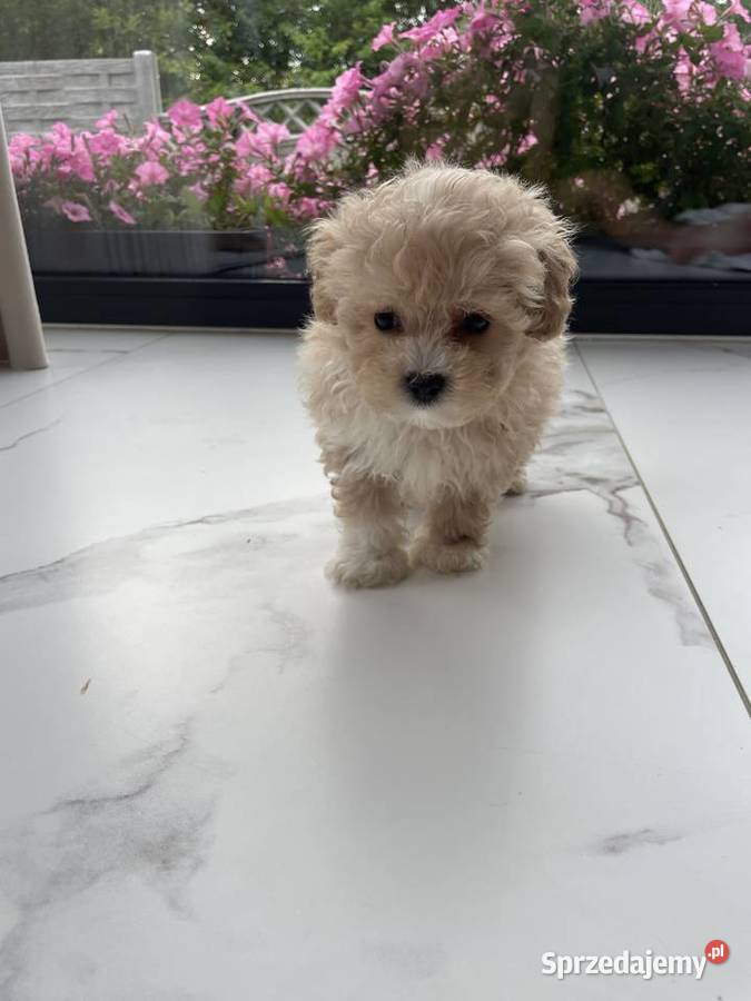 Maltipoo piesek i suczka Częstochowa