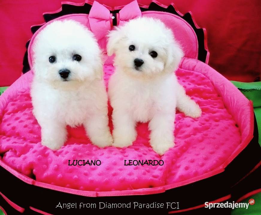 Bichon frise z rodowodem FCI do odbioru Chojnice sprzedam