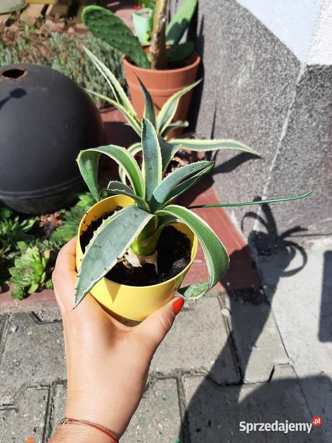 Agawa bialo zielona Rośliny Szczecin