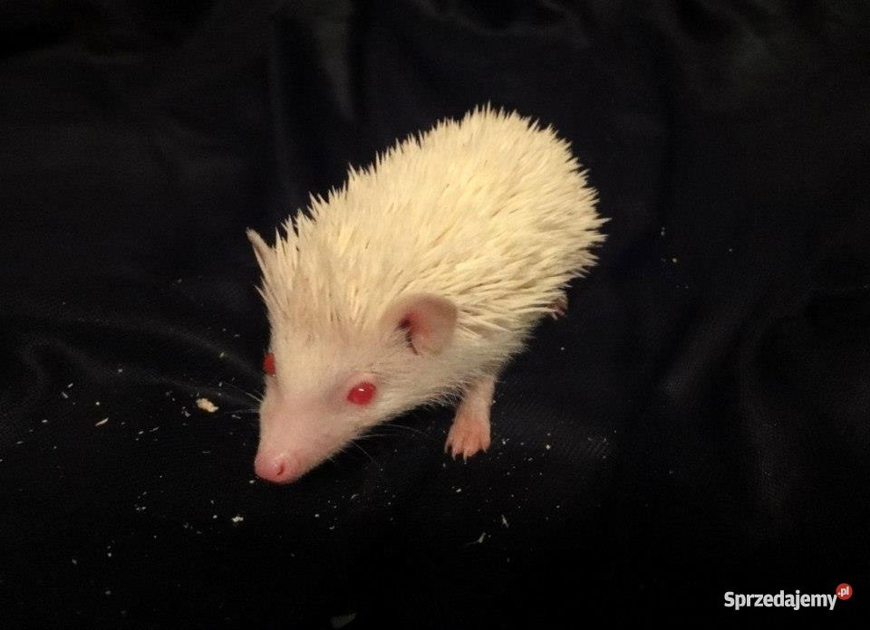 Afrykański jeż pigmejski Szczecin zachodniopomorskie Szczecin