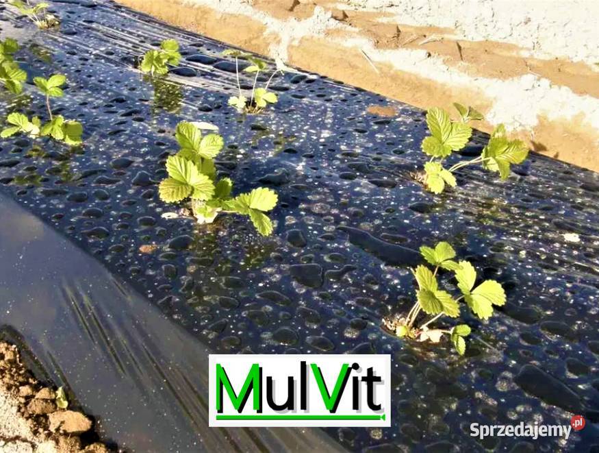 MULVIT UV1- folia do ściółkowania czarna