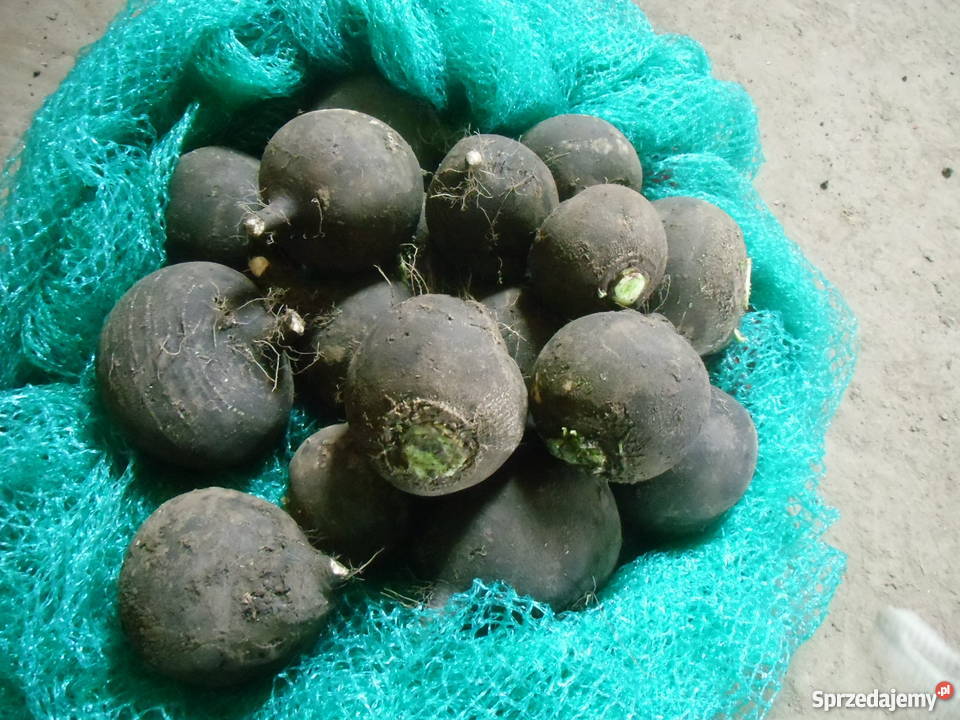 czarna rzepa Dalewice sprzedam