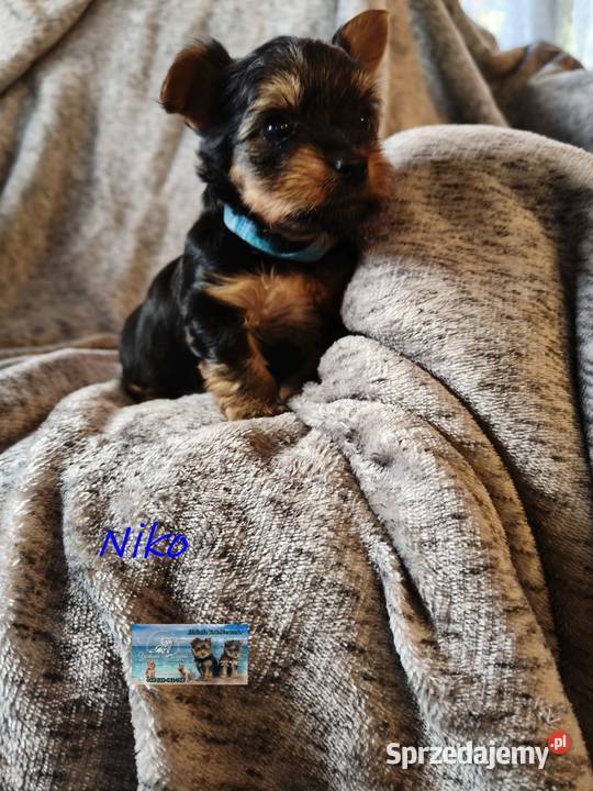 yorkshire terrier chłopiec i dziewczynka Kraków sprzedam