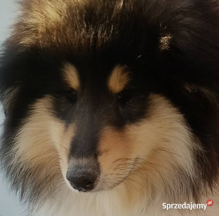 Owczarek szkocki collie ZKwP FCI mazowieckie Warszawa sprzedam