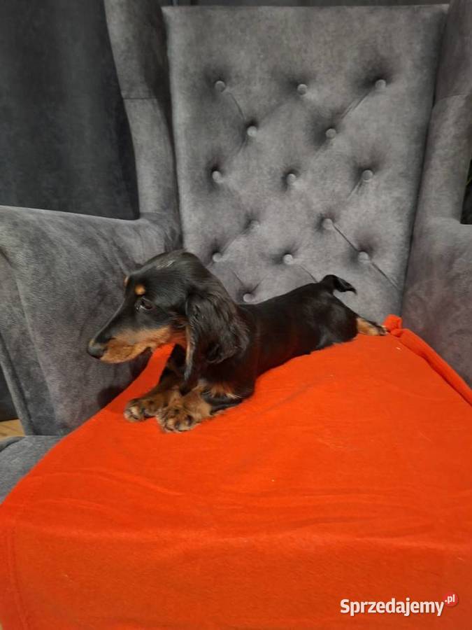 Jamnik długowłosy suczka Żyrardów