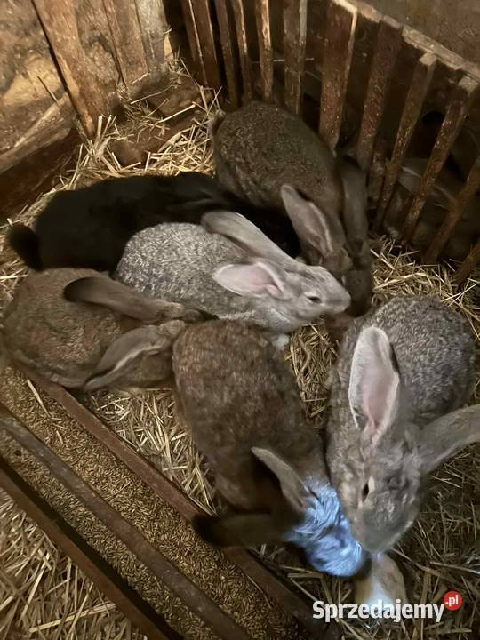 Sprzedam króliki Króliki Doruchów sprzedam